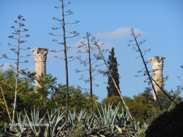 Columns of Olympic Zeus